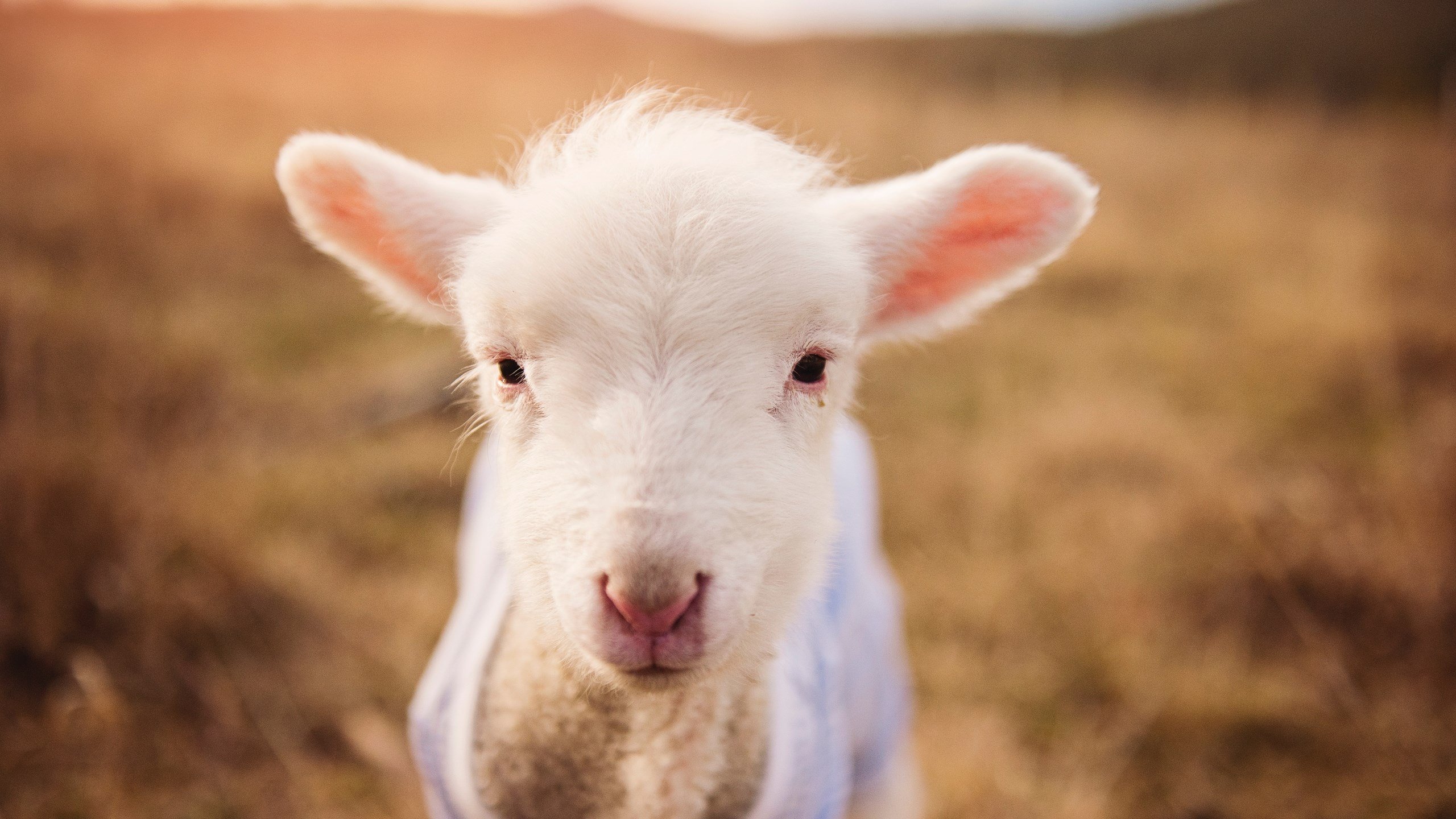 卫冕冠军掘金爆冷负鹈鹕！德罗赞末节封神，关键先生本色再现