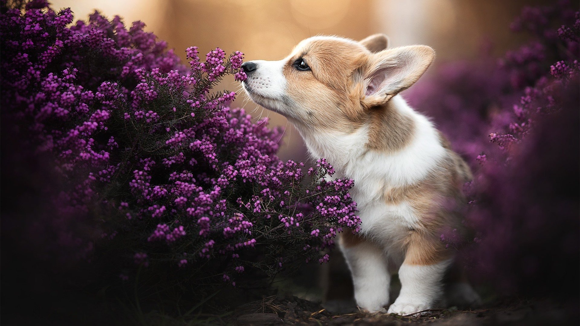 开云体育在线-萨内点石成金，非洲铁骑碾碎日耳曼战车，当马里足球用奇迹改写秩序
