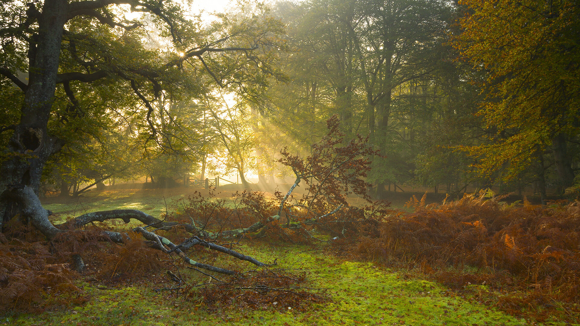 佩德里持续制造杀伤，伊拉克与墨西哥激战演绎绿茵传奇