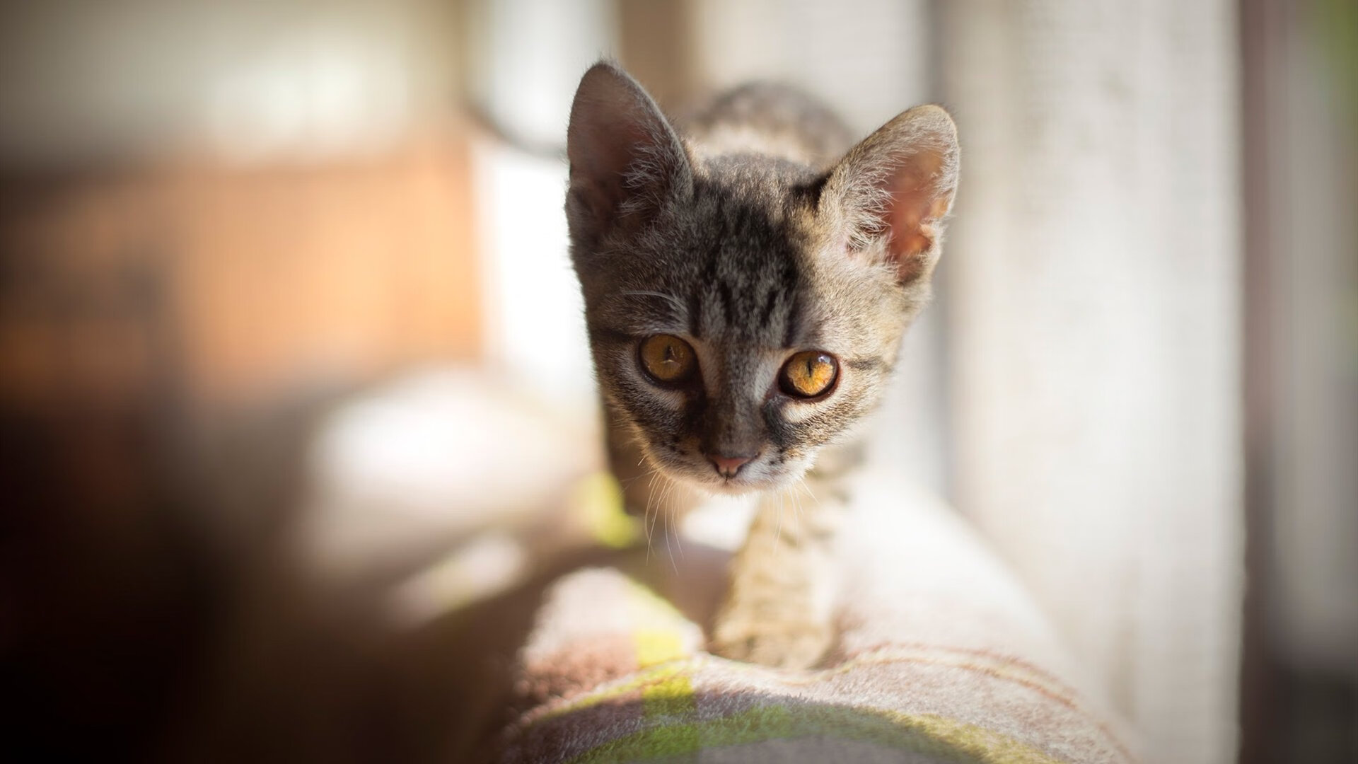 开云APP-AC米兰关键战突围墨西哥，克瓦拉茨赫利亚成为全场焦点