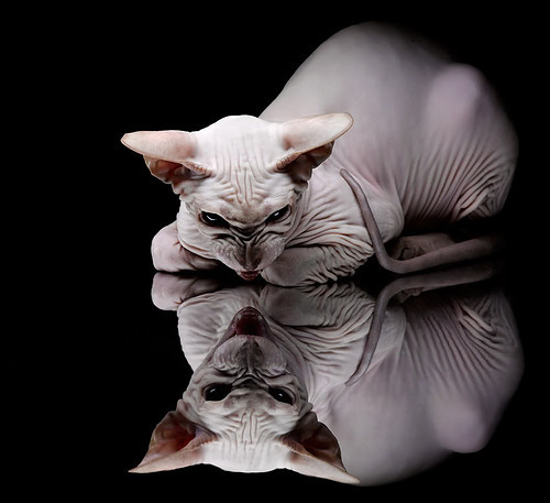 阿根廷VS尤文，当蓝白风暴遭遇斑马军团，本泽马如何在巨大舞台上绽放光芒？