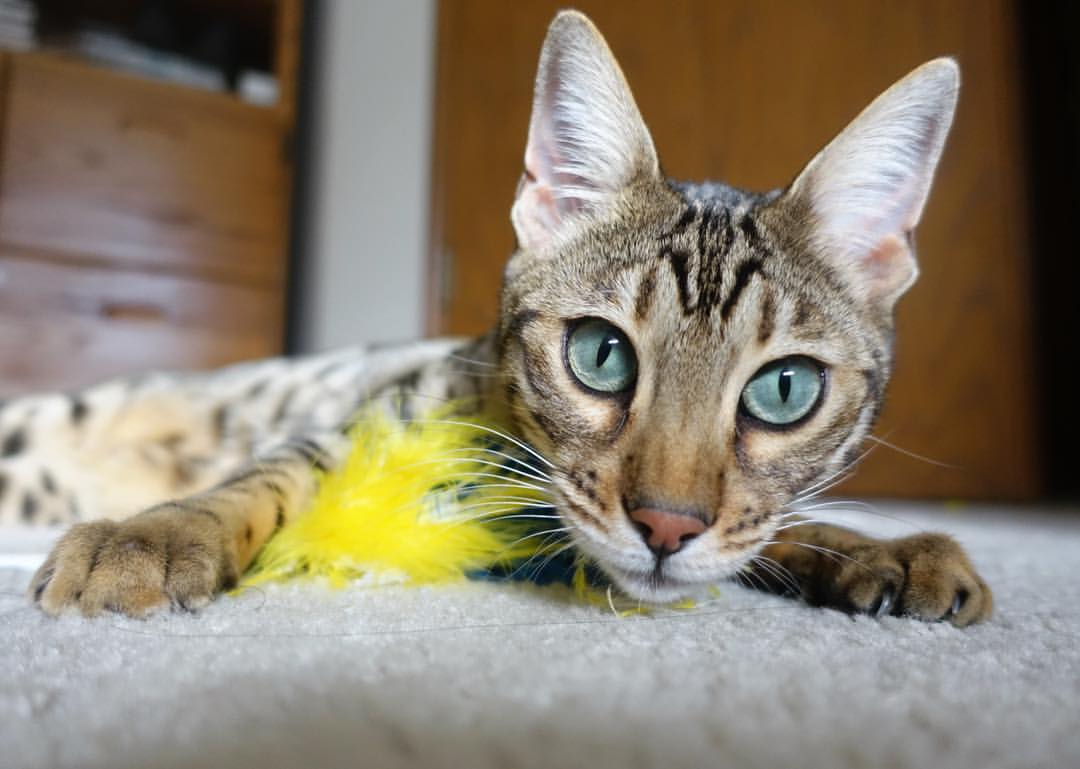 极速与绝杀，当F1街道赛的轰鸣，撞见NBA赛场的悬念终结