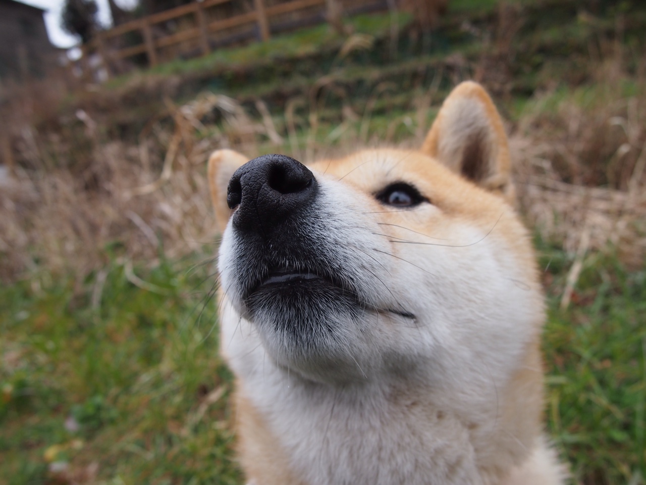 霍勒佳独揽焦点，掘金火力全开连续得分压制吉林队