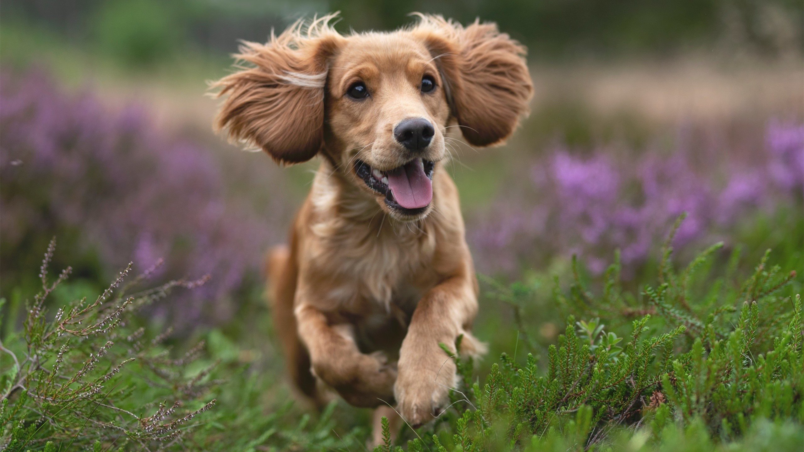 黑暗中的一束光，马丁内利的生涯之夜与洪都拉斯足球的重生