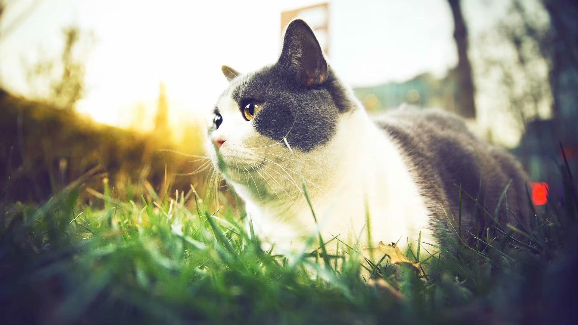 夜幕下的守护神，拉亚如何用双手托起冠军希望