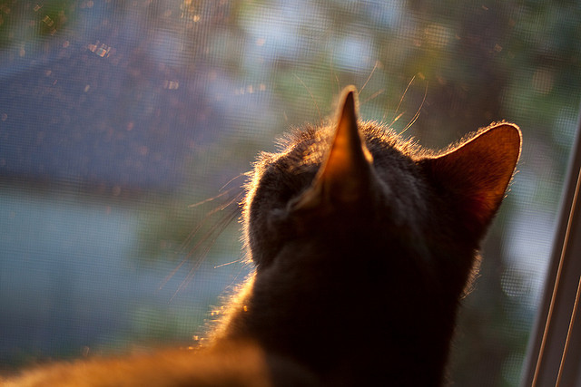 开云体育入口-教科书级别的中场革命，18岁加维如何在对阵伊朗的比赛中定义现代足球