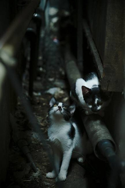 双重赛道,鏖战斑马与孤狼的致命接管