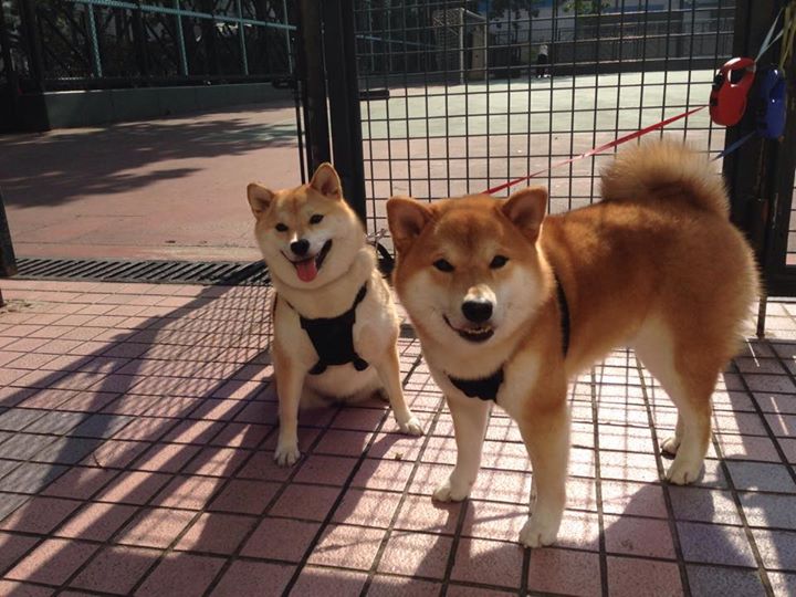 开云体育登录-爱尔兰轻取苏格兰，坎特关键先生定乾坤