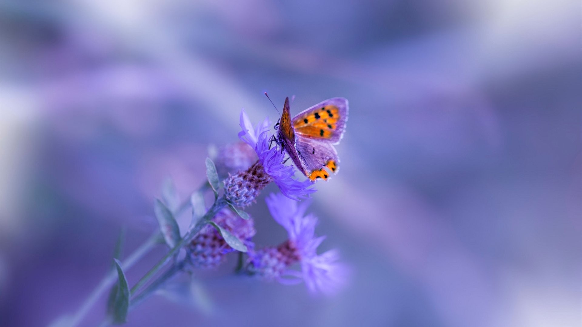 开云官网-当穆勒站在东决赛场，在三个时空的交汇点，他定义了高能输出