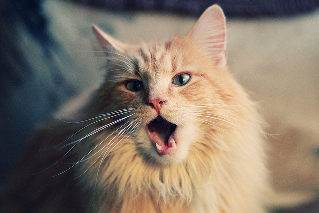 跨越时空的激战,当世界杯赛场邂逅篮球殿堂的勇士