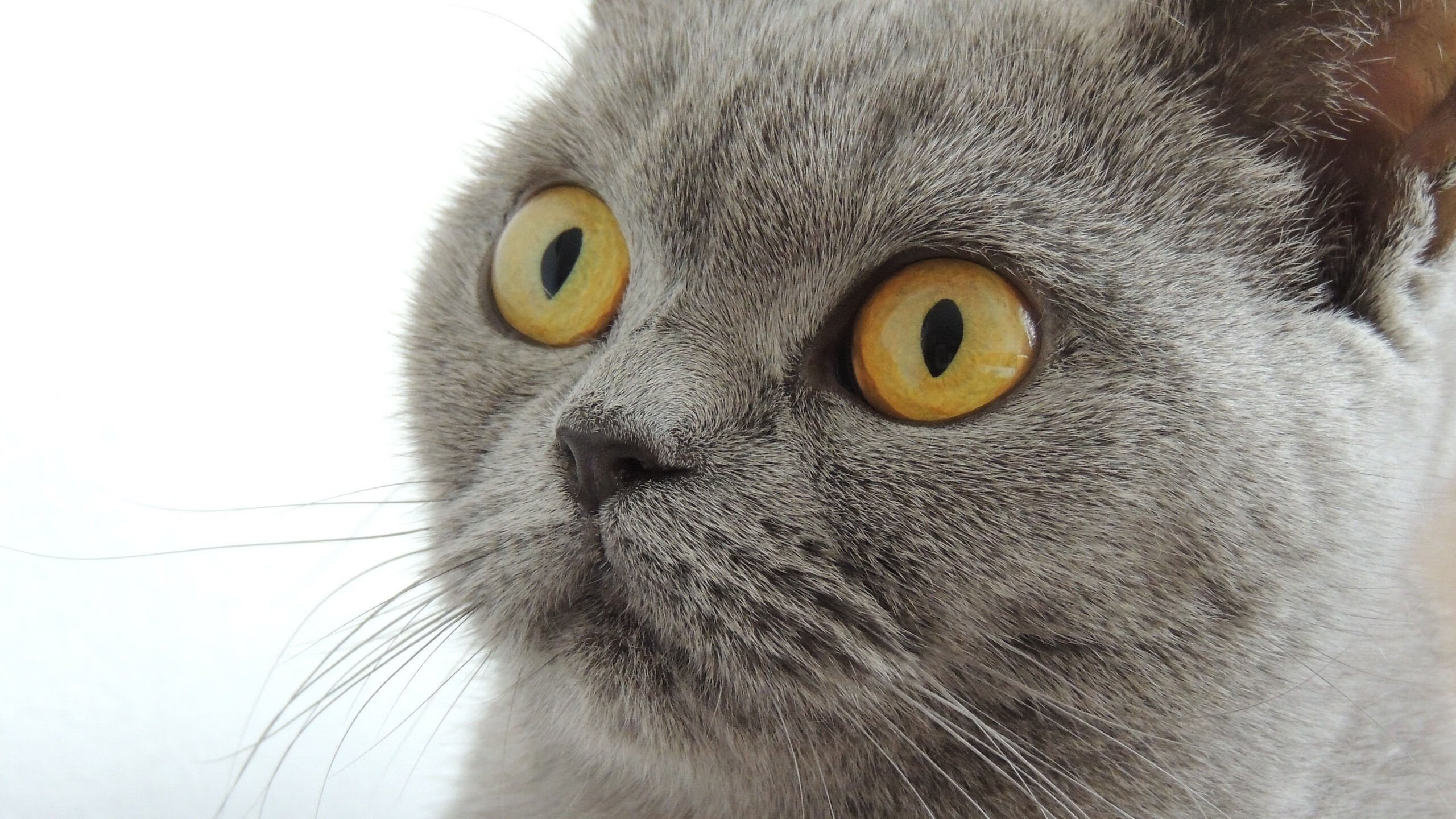 开云体育APP下载-骑士横扫湖人创历史，拉梅洛欧冠决赛主宰赛场，篮球世界的双重震撼