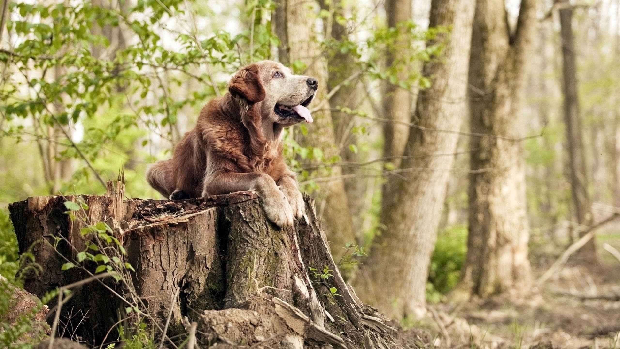 开云体育平台APP-新星照亮战场，老鹰啄碎鹈鹕—切特惊艳四座背后的决胜启示