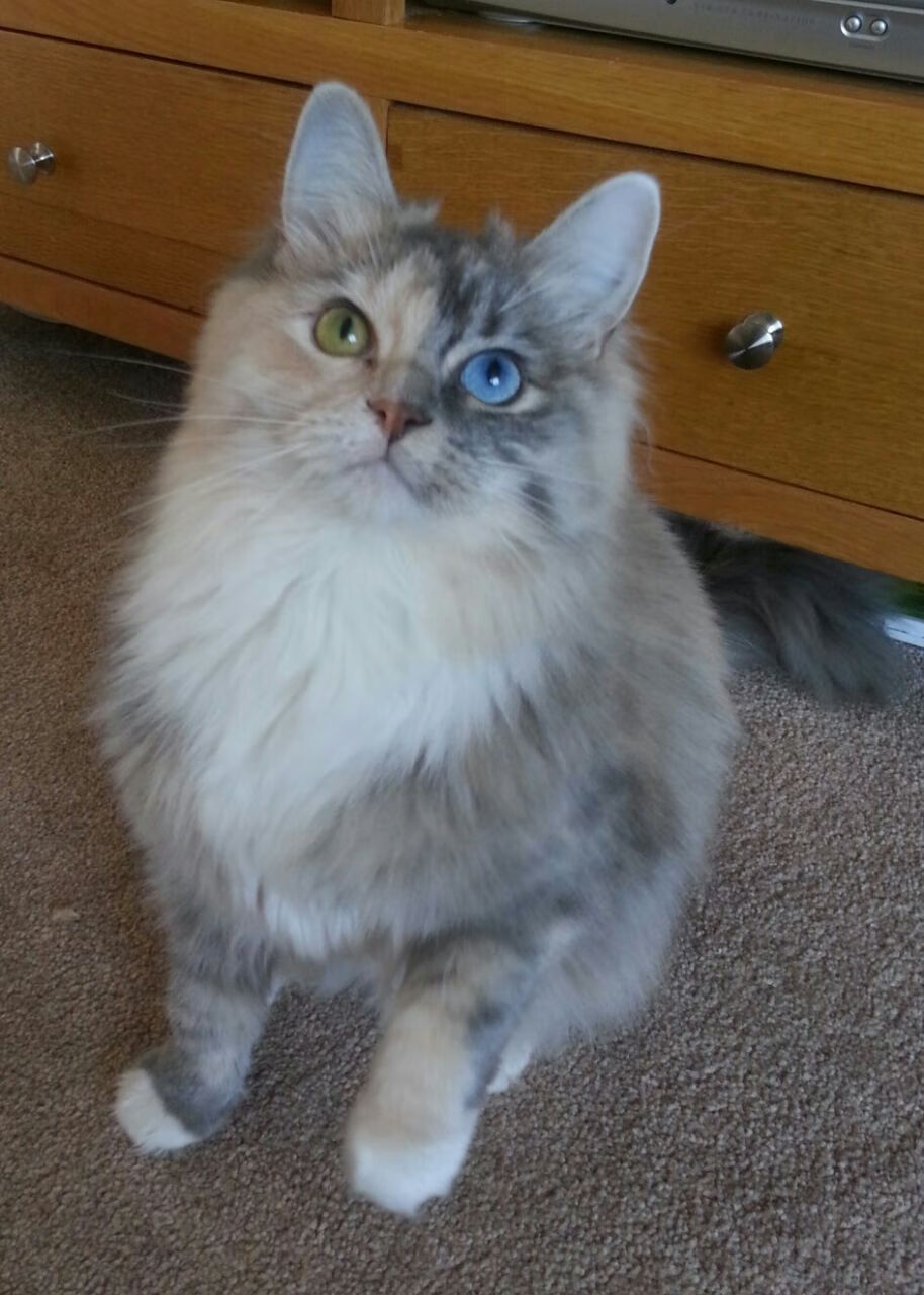 楚阿梅尼爆发！贝蒂斯智取阿根廷瑰宝，欧洲足坛酝酿新格局