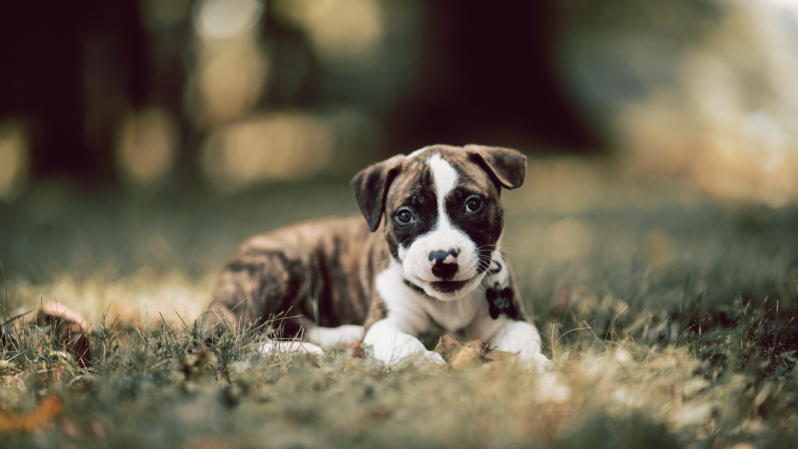 东风压倒西风！文班亚马用天赋为广东队稳住胜局，写下中美篮球对话新注脚