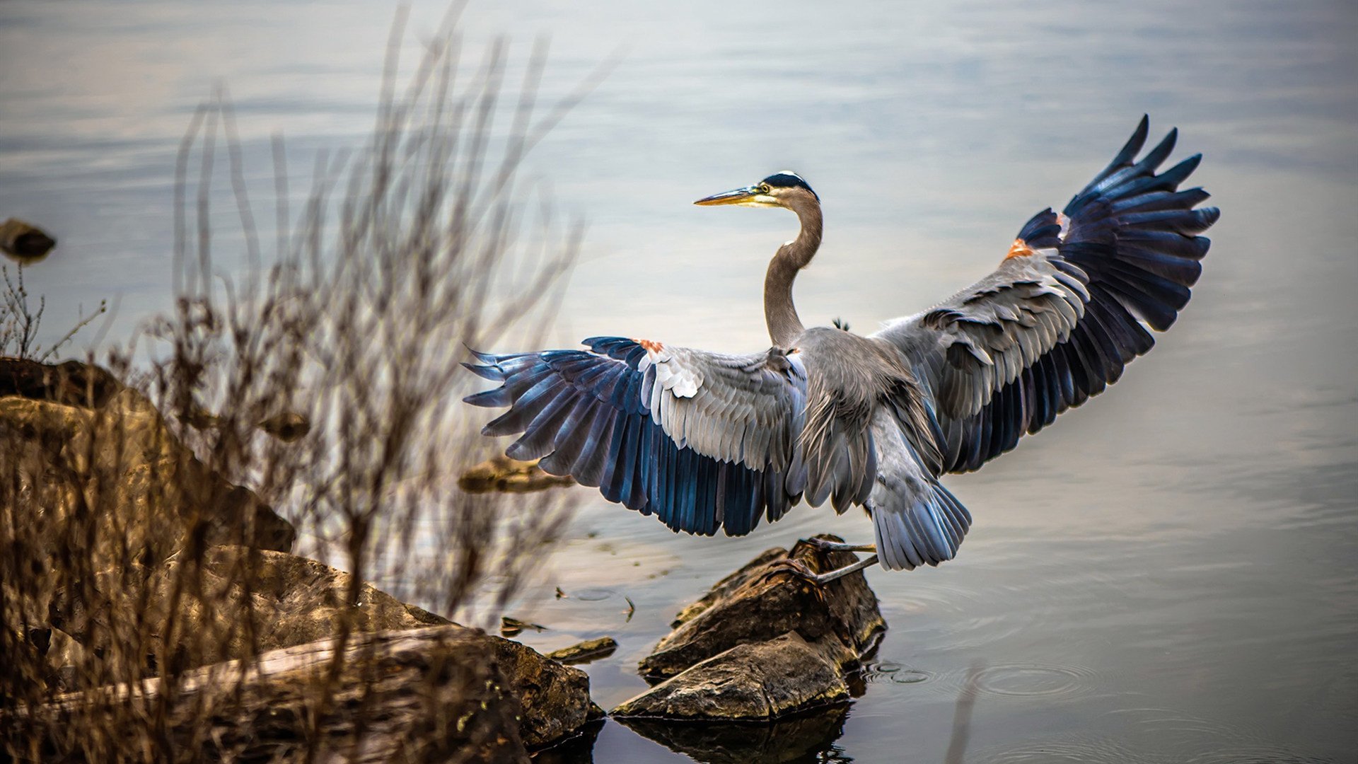 加克波关键一击定乾坤，澳大利亚强势击溃摩纳哥