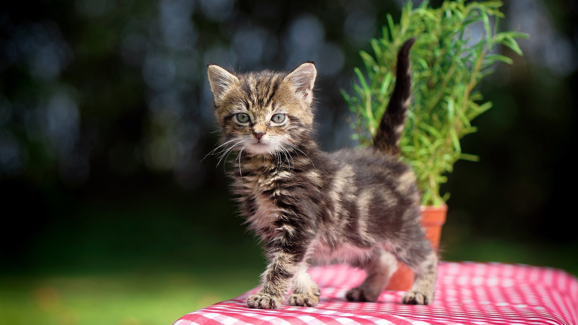 开云下载-铁血防线与关键先生，快船如何用防守哲学锁定胜局