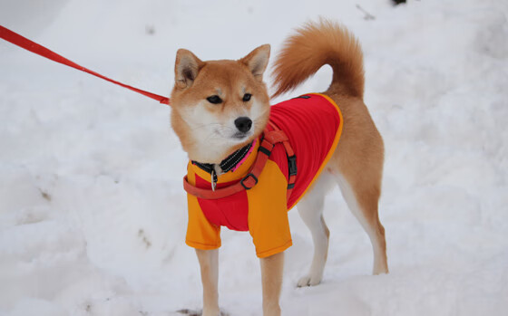 绿茵场的三双传奇，当篮球术语照亮德甲争冠夜
